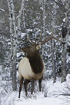 American Elk (Cervus elaphus nelsoni) bull in snow, western Montana
