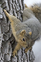 Eastern Fox Squirrel (Sciurus niger) on Cottonwood (Populus sp) tree, central Montana