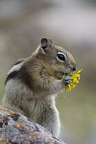 Golden-mantled Ground Squirrel (Callospermophilus lateralis) eating Dandelion (Taraxacum officinale), western Montana