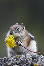 Golden-mantled Ground Squirrel (Callospermophilus lateralis) eating Dandelion (Taraxacum officinale), western Montana