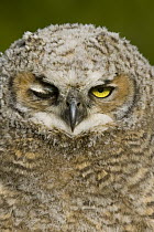 Great Horned Owl (Bubo virginianus) owlet winking, western Montana