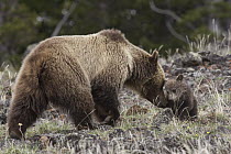 Grizzly Bear (Ursus arctos horribilis) sow nuzzling cub, Yellowstone National Park, Wyoming