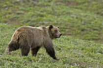 Grizzly Bear (Ursus arctos horribilis) sow, Yellowstone National Park, Wyoming