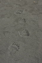 Grizzly Bear (Ursus arctos horribilis) tracks in sand, southern Alaska