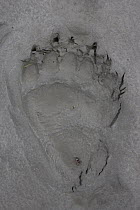 Grizzly Bear (Ursus arctos horribilis) track, southern Alaska