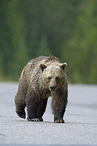 Grizzly Bear (Ursus arctos horribilis) female walking on paved road, western Alberta, Canada