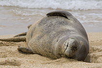 Hawaiian Monk Seal (Monachus schauinslandi) sleeping on beach, Kauai, Hawaii