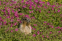 Hoary Marmot (Marmota caligata) standing in a field of flowers, Glacier National Park, Montana