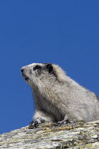 Hoary Marmot (Marmota caligata), central Alaska