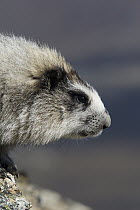 Hoary Marmot (Marmota caligata), central Alaska