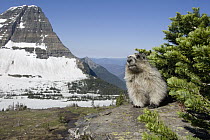 Hoary Marmot (Marmota caligata) in front of Bearhat Mountain, Glacier National Park, Montana