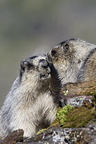 Hoary Marmot (Marmota caligata) pair grooming, Glacier National Park, Montana