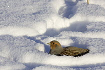 European Partridge (Perdix perdix) buried in snow, western Montana