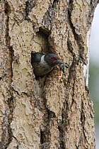 Lewis's Woodpecker (Melanerpes lewis) with insect prey at nest in Ponderosa Pine (Pinus ponderosa), western Montana