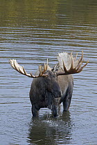 Alaska Moose (Alces alces gigas) bull feeding, central Alaska