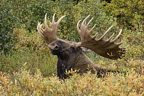 Alaska Moose (Alces alces gigas) bull in willows, central Alaska