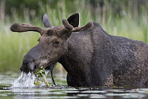 Moose (Alces alces shirasi) bull feeding on lily pads, western Montana