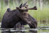 Moose (Alces alces shirasi) bull feeding on lily pads, western Montana