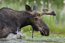 Moose (Alces alces shirasi) bull foraging for lily pads, western Montana