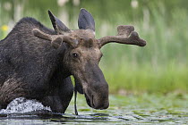 Moose (Alces alces shirasi) bull foraging forlily pads, western Montana
