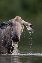 Moose (Alces alces shirasi) cow feeding, western Montana
