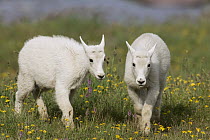 Mountain Goat (Oreamnos americanus) kids and alpine flowers, western Montana