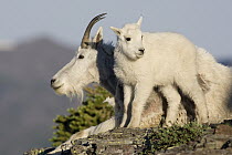 Mountain Goat (Oreamnos americanus) nanny with kid, Glacier National Park, Montana