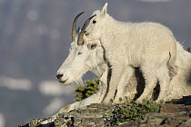Mountain Goat (Oreamnos americanus) kid nuzzling nanny, Glacier National Park, Montana