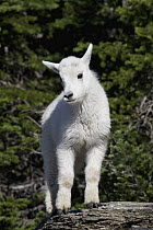 Mountain Goat (Oreamnos americanus) kid, Glacier National Park, Montana