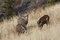 Mule Deer (Odocoileus hemionus) buck flehming with two does, western Montana