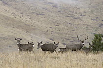 Mule Deer (Odocoileus hemionus) buck with does during rut, western Montana
