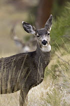 Mule Deer (Odocoileus hemionus) doe with buck in the background during rut, western Montana