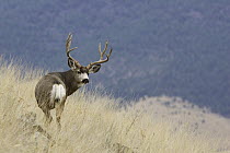 Mule Deer (Odocoileus hemionus) buck, western Montana