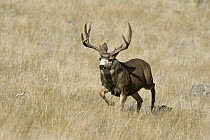 Mule Deer (Odocoileus hemionus) buck running, North America