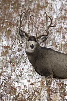 Mule Deer (Odocoileus hemionus) buck, North America