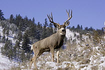 Mule Deer (Odocoileus hemionus) buck, North America