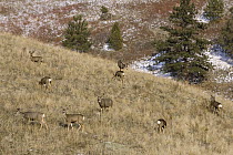 Mule Deer (Odocoileus hemionus) does and fawns with a buck, western Montana