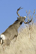 Mule Deer (Odocoileus hemionus) buck rubbing tree, western Montana