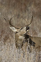 Mule Deer (Odocoileus hemionus) buck flehming, western Montana