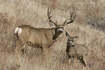 Mule Deer (Odocoileus hemionus) buck with doe during rut, western Montana