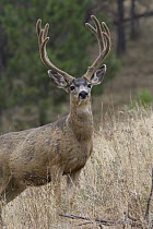 Mule Deer (Odocoileus hemionus) buck in velvet, western Montana