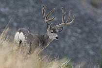 Mule Deer (Odocoileus hemionus) buck in velvet, western Montana