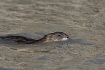 Muskrat (Ondatra zibethicus) swimming, North America