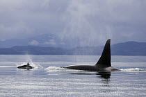 Orca (Orcinus orca) male and Dall's Porpoise (Phocoenoides dalli), North America