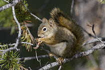 Red Squirrel (Tamiasciurus hudsonicus) in a tree eating a pine cone, western Montana