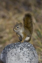 Red Squirrel (Tamiasciurus hudsonicus), western Montana