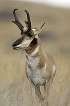 Pronghorn Antelope (Antilocapra americana) buck on prairie, eastern Montana