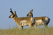 Pronghorn Antelope (Antilocapra americana) buck with a doe during rut, eastern Montana
