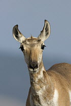 Pronghorn Antelope (Antilocapra americana) doe, eastern Montana