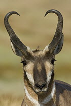Pronghorn Antelope (Antilocapra americana) buck portrait, eastern Montana